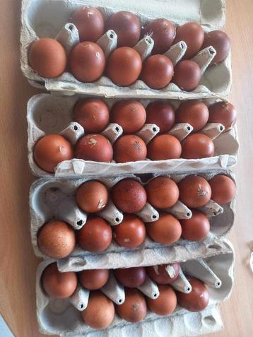 Marans broedeieren!! beschikbaar voor biedingen