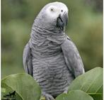 Grijze roodstaartpapegaai (ook plukker welkom), Dieren en Toebehoren, Vogels | Parkieten en Papegaaien, Papegaai