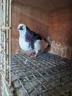 Offre à La Haye, Animaux & Accessoires, Oiseaux | Pigeons, Boulant