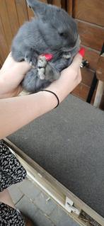 kleurdwerg, Dieren en Toebehoren, Konijnen