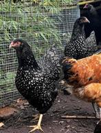 Barnevelder zilver dubbel gezoomd hen, Dieren en Toebehoren, Pluimvee