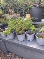 Bonsai stekken, Tuin en Terras, Ophalen