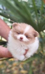 Pomeriaan puppy's, Dieren en Toebehoren, België, Keeshond, Reu, CDV (hondenziekte)