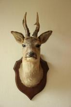 Taxidermie Opgezette Reeënkop met gewei, Verzamelen, Dierenverzamelingen, Ophalen of Verzenden, Gebruikt, Hert, Gewei of Kop