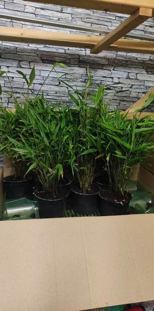 Bambou non invasifs Hauteur 25cm, Tuin en Terras, Planten | Struiken en Hagen, Haag, Bamboe, Ophalen