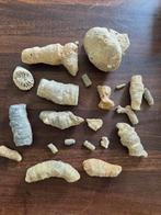 Fossielen - lot koralen, Ophalen of Verzenden