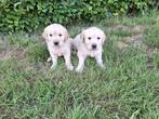 Golden retriever pups, Dieren en Toebehoren, Honden | Retrievers, Spaniëls en Waterhonden, Golden retriever, België, CDV (hondenziekte)