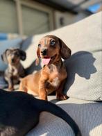 Lieve Teckels pups te koop, Dieren en Toebehoren, Honden | Teckels en Dashonden, België, Fokker | Hobbymatig, 8 tot 15 weken, Korthaar