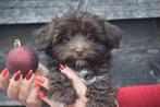 Havanezer pups, Dieren en Toebehoren, België, Overige rassen, 8 tot 15 weken, CDV (hondenziekte)