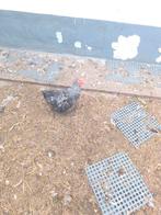 Cochin haantje, Dieren en Toebehoren