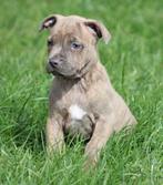 Amerikaanse Stafford pup, Dieren en Toebehoren, Honden | Jack Russells en Terriërs, België, CDV (hondenziekte), 8 tot 15 weken