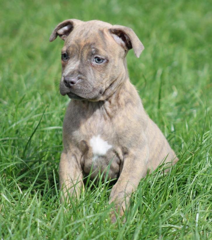 Amerikaanse Stafford pup, Dieren en Toebehoren, Honden | Jack Russells en Terriërs, Teef, American Staffordshire Terriër, Fokker | Professioneel