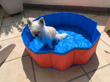 Piscine pour chien pliable 