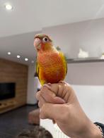 Conure ananas couple, Animaux & Accessoires, Oiseaux | Perruches & Perroquets, Plusieurs animaux, Perroquet, Domestique