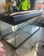 Juwel 100x40 aquarium met Tetra EX700, Dieren en Toebehoren