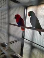 Koppel edelpapegaaien, Dieren en Toebehoren