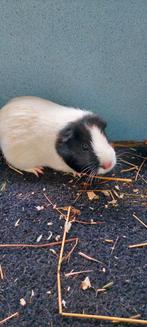Cavia zeugjes, Animaux & Accessoires, Rongeurs, Domestique, Mai, Cobaye, Femelle