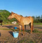 Aqha merrie 2 jaar, Dieren en Toebehoren, Paarden, Merrie, Minder dan 160 cm, Gechipt, 0 tot 2 jaar