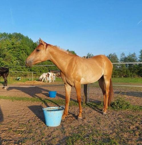Aqha merrie 2 jaar, Dieren en Toebehoren, Paarden, Merrie, Onbeleerd, Minder dan 160 cm, 0 tot 2 jaar, Westernpaard, Met stamboom
