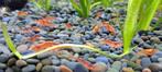 Crevettes "Red Cherry" (Neocaridina Davidi), Animaux & Accessoires, Enlèvement, Neuf, Autres types