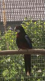 Zwarte opaline rosella, Dieren en Toebehoren