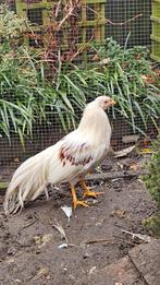 yokohama kriel, Mâle, Poule ou poulet