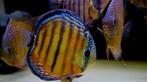 Gezocht: Discus brown/red (nakweek) -regio Santarem, Cuipeua, Zoetwatervis, Vis