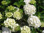 hydrangea wit in 2 liter pot, Tuin en Terras, Ophalen, Struik