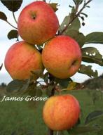 ZEER FORSE LAAGSTAM APPELAARS,  8€/STUK, 2 VOOR 15€, Tuin en Terras, Ophalen of Verzenden