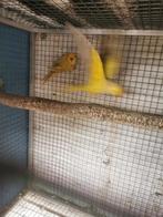 Couple de perruches colliers pallid reproducteur, Dieren en Toebehoren, Vogels | Parkieten en Papegaaien