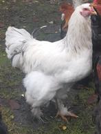 3 jonge brahma hanen, Dieren en Toebehoren, Vogels | Overige Vogels, Mannelijk, Tam