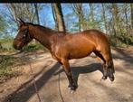 Paard te koop, Belgische draver merrie, Wandelpaard, Dieren en Toebehoren, Zadelmak, 160 tot 165 cm, 11 jaar of ouder, Recreatiepaard