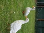 Eenden, Dieren en Toebehoren