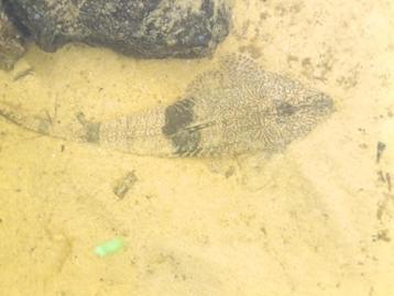 Pseudohemiodon apithanos volwassenen - €120 beschikbaar voor biedingen