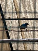 Te koop, Dieren en Toebehoren, Vogels | Overige Vogels, Meerdere dieren