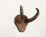 gewei van buffel of bok?, Ophalen, Gebruikt, Overige soorten, Gewei of Kop