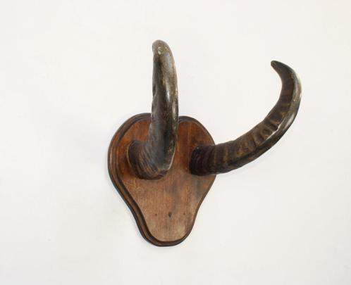gewei van buffel of bok?, Verzamelen, Dierenverzamelingen, Gebruikt, Gewei of Kop, Overige soorten, Ophalen
