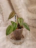 Philodendron brandtianum, Huis en Inrichting, Kamerplanten, Ophalen, Overige soorten, Halfschaduw, Minder dan 100 cm