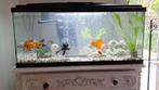 Mooie aquarium met vissen, Dieren en Toebehoren, Ophalen, Gebruikt, Overige typen