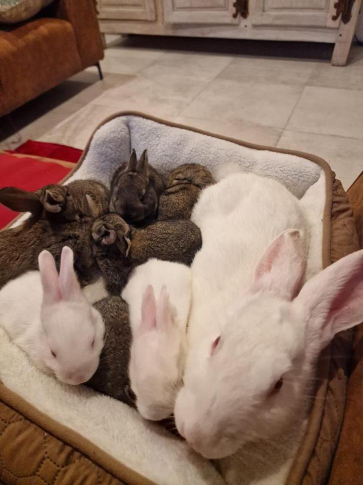 Verschillende Duitse Reus Konijnen te koop, Dieren en Toebehoren, Konijnen, Groot, Meerdere dieren, 0 tot 2 jaar