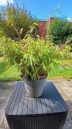 Bamboe in zinken emmer. Zeer vitale plant., Tuin en Terras, Ophalen, In pot