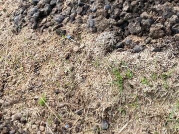 Gratis paardenmest, Tuin en Terras, Aarde en Mest, Ophalen, Mest