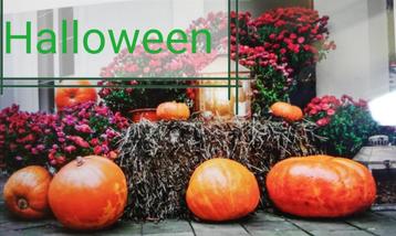 Echange article contre déco d'halloween  beschikbaar voor biedingen