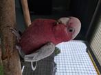 Tamme rose kaketoe, Dieren en Toebehoren, Vogels | Parkieten en Papegaaien, Mannelijk, Papegaai, Pratend