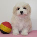 Havanezer - Belgische pups te koop, België, CDV (hondenziekte), 8 tot 15 weken, Meerdere