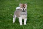 Akita pups te koop - Ouders aanwezig, CDV (hondenziekte), Meerdere, 8 tot 15 weken, Meerdere dieren