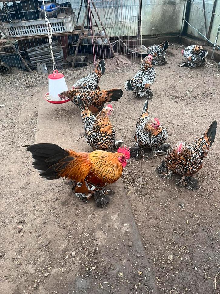 Broedeieren Sabelpootkriel - Porselein, Dieren en Toebehoren, Pluimvee, Kip, Geslacht onbekend