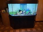 Aquarium 800l met 60l filter in de kast, Dieren en Toebehoren, Ophalen