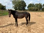 Drachtige D pony fokmerrie, Dieren en Toebehoren, Pony's, Merrie, B, Gechipt, Springpony