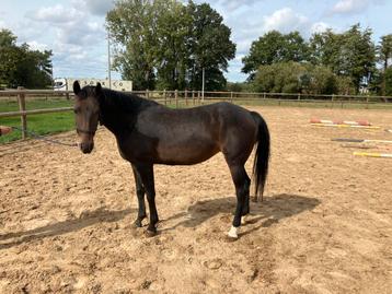 Drachtige D pony fokmerrie beschikbaar voor biedingen